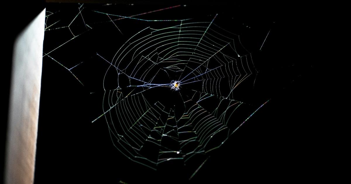 What is the Spiritual Meaning of A Spider? Details Here