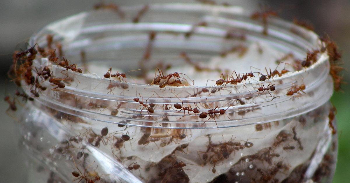 DIY Ant Traps to Keep Your Home Bug-Free This Summer