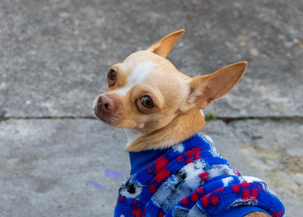 A brown Chihuahua wearing a blue, red, and white sweater outside and turning back to look at the camera. 