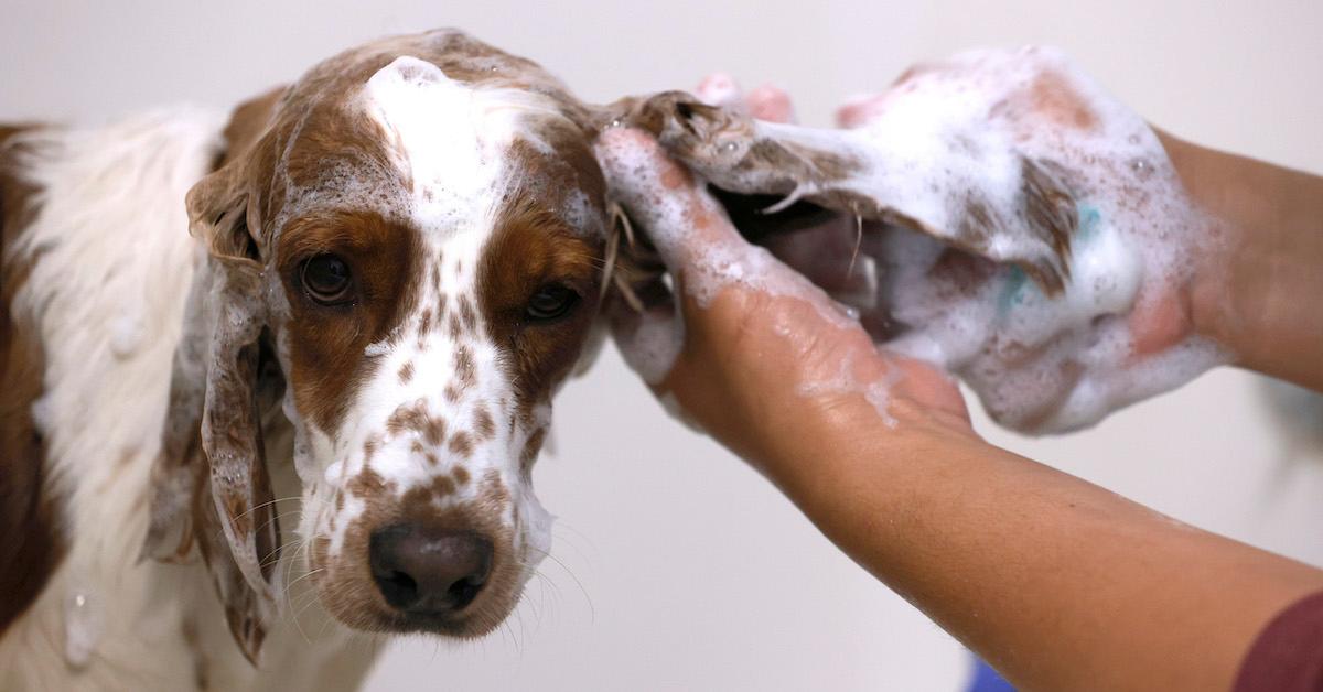 cruelty-free dog grooming shampoo