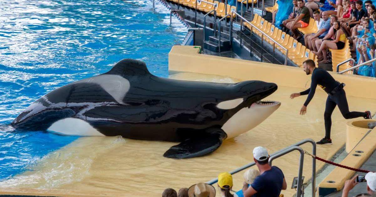 A killer whale with its trainer. (Representative Cover Image Source: Getty Images | Laszlo Szirtesi)