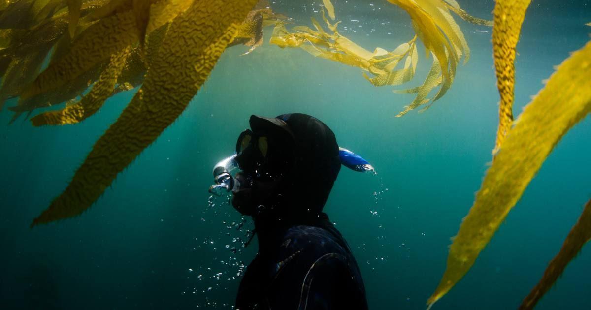 A diver emerges from beneath the ocean waters (Representative Cover Image Source: Getty Images | VAWiley)