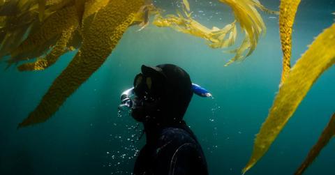 A diver emerges from beneath the ocean waters (Representative Cover Image Source: Getty Images | VAWiley)