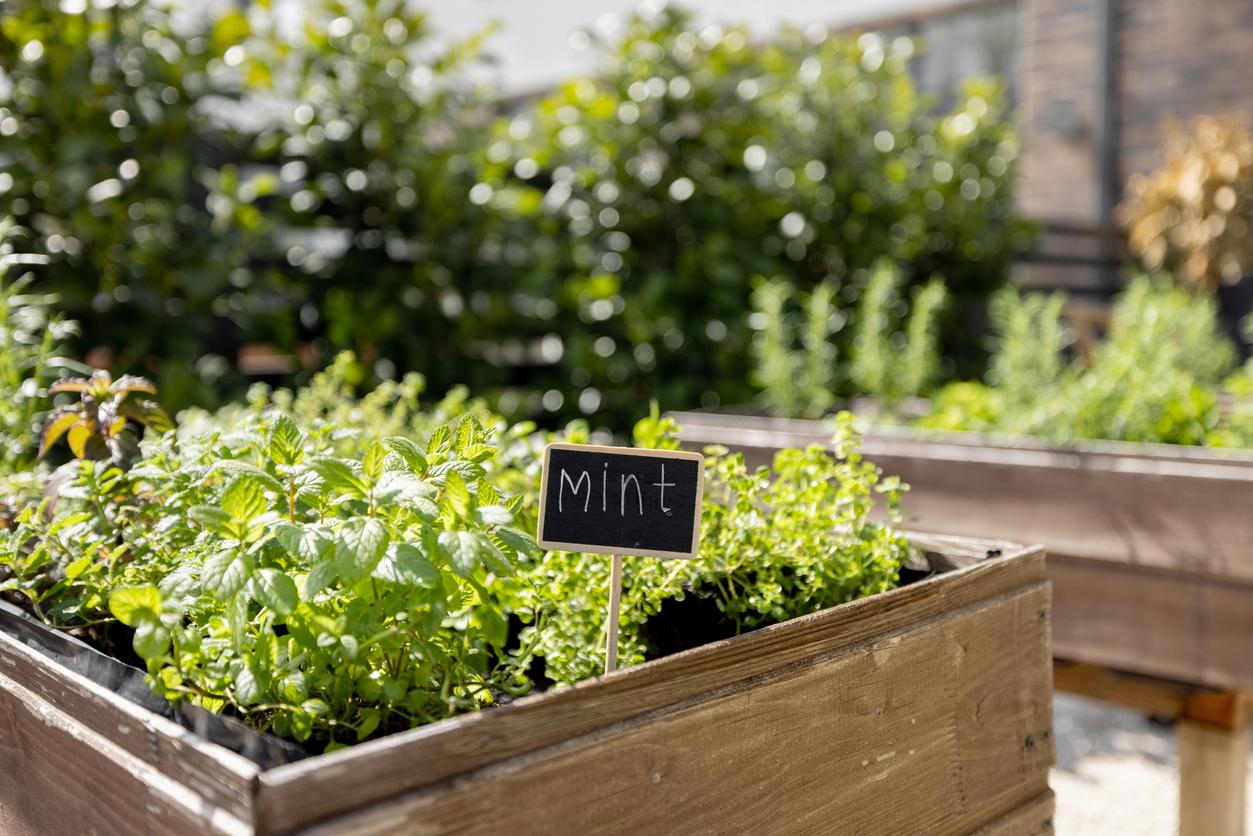 Mint growing in planter box