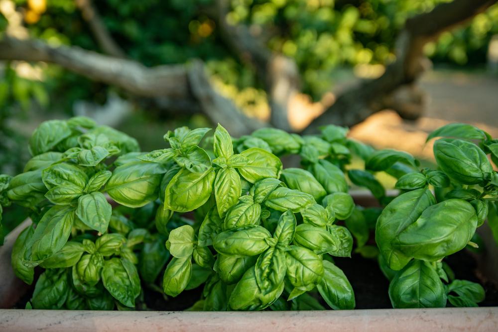 Potted basil plants.