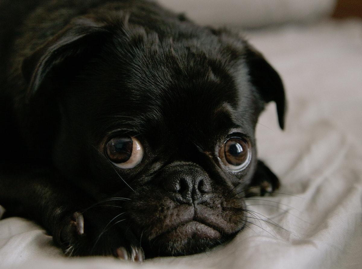 This dog is embarrassed about his diarrhea