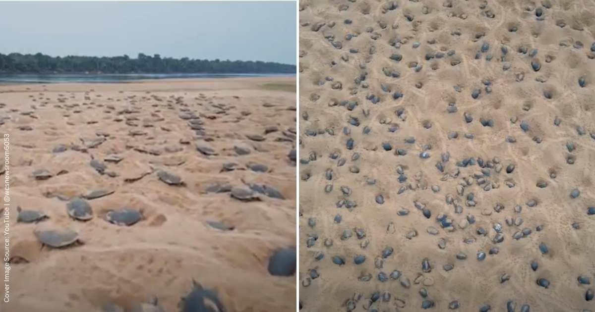 An aerial view of river turtles nesting on the banks of the Guapore River in South America. (Cover Image Source: YouTube | @wcsnewsroom6053)