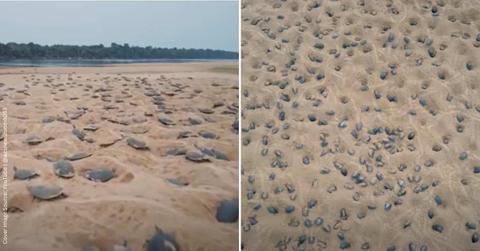 An aerial view of river turtles nesting on the banks of the Guapore River in South America. (Cover Image Source: YouTube | @wcsnewsroom6053)