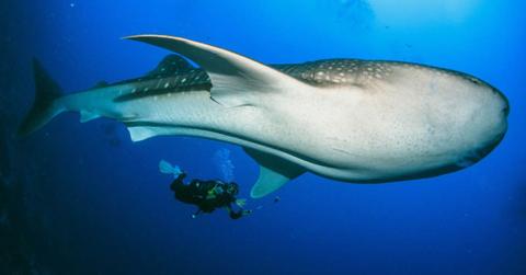 Diver swimming along with a whale. (Representative Cover Image Source: Unsplash| naushad mohamed)