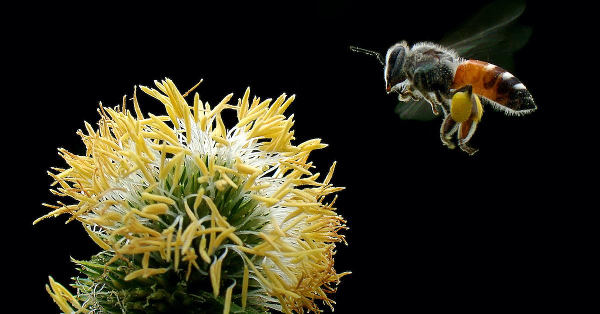 Is the Key to Saving Pollinators … Honey Bee Semen?