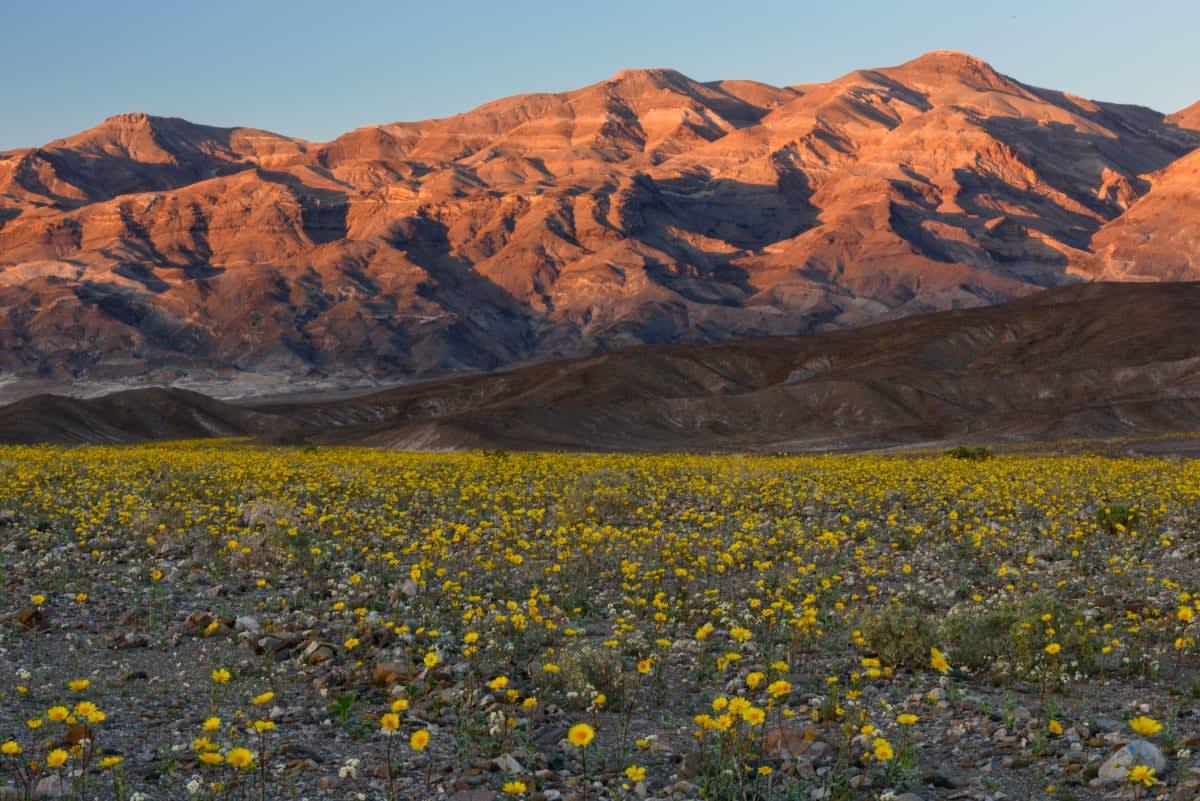 pn/dec cb bc ad bfbcfd