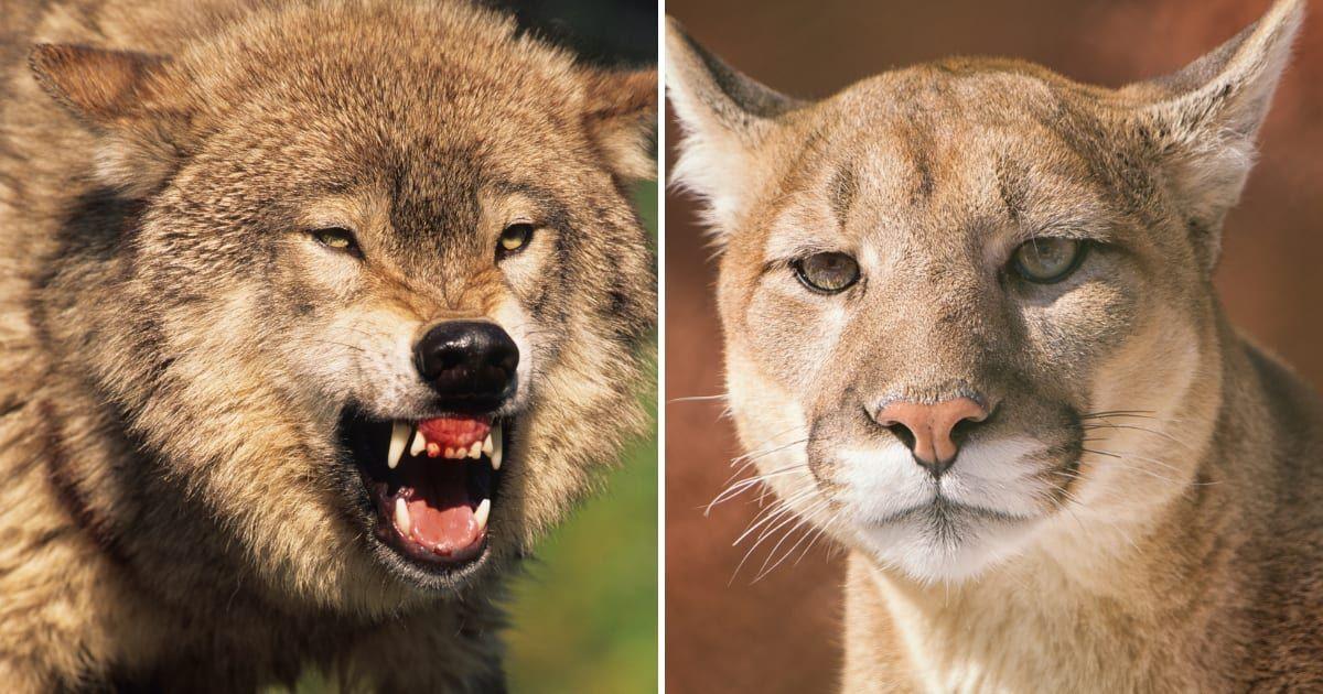 (L) A wolf snarling in the wild, (R) A cougar in a forest (Representative Cover Image Source: Getty Images | (L) Twildlife, (R) Alaska Photography)