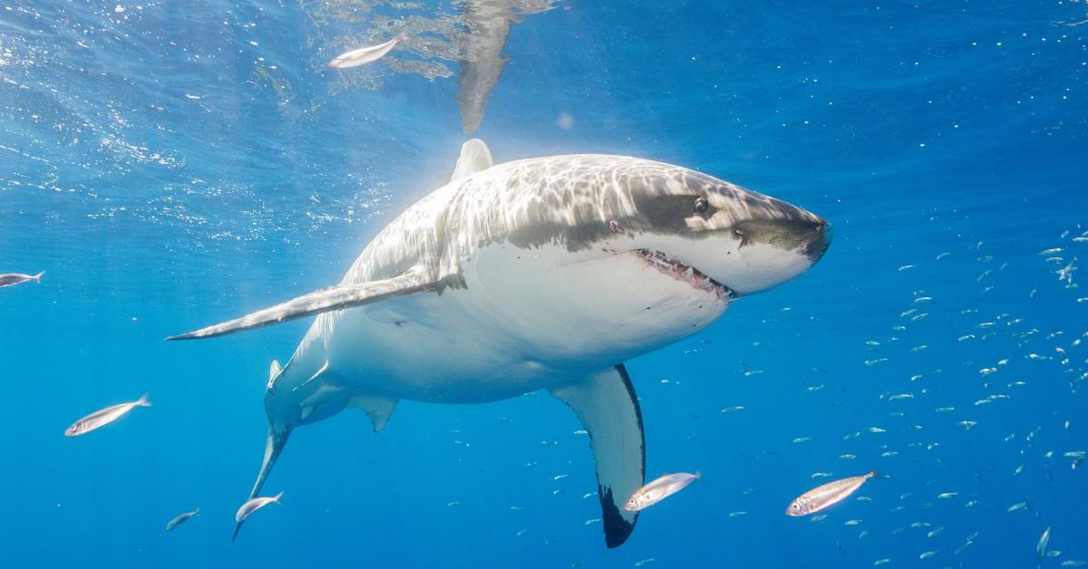 Great White Shark