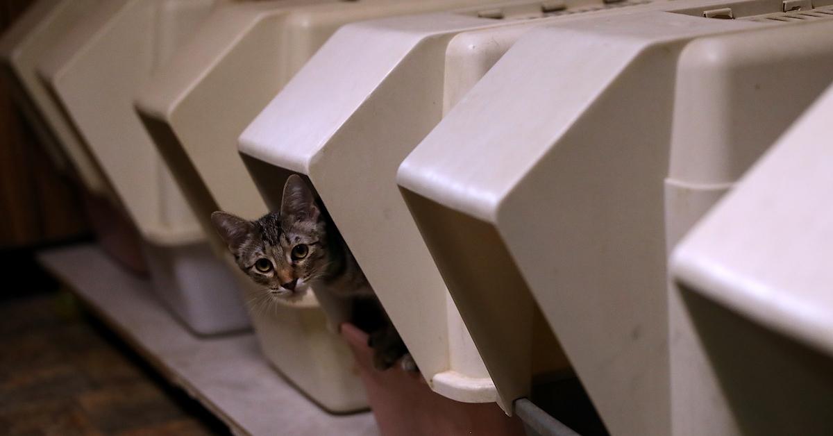 What Is a Cat Mill? Breeders Often Neglect Purebred Kittens