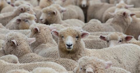 zero waste sustainable vegan