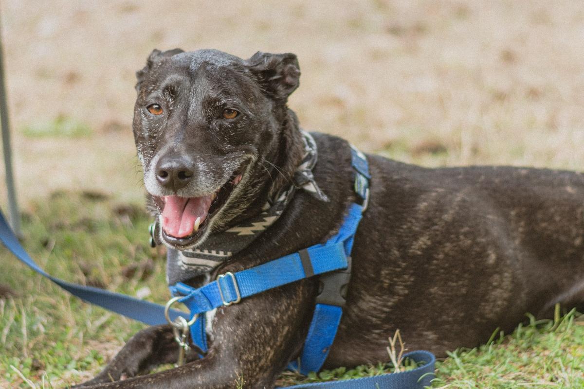 Black dog with hints of grey and brown, wearing blue harness.