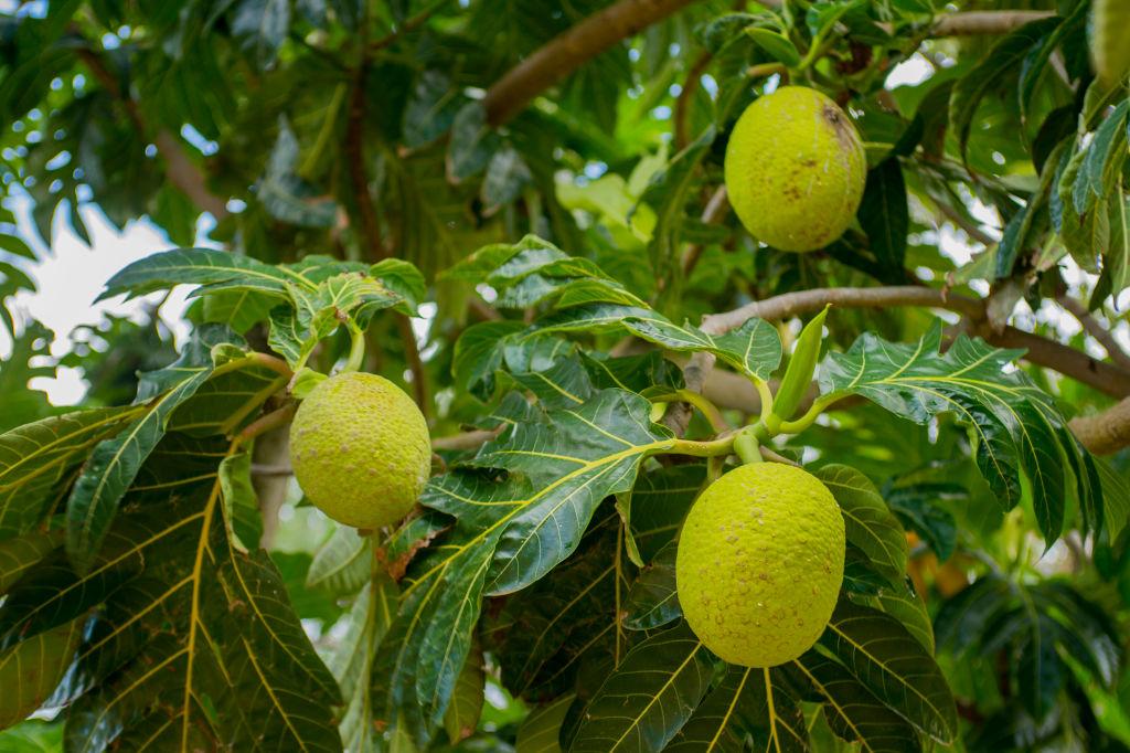 A breadfruit tree at Limahuli Botanical Garden on Kauai Island in Hawaii.