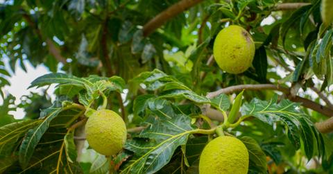 A breadfruit tree at Limahuli Botanical Garden on Kauai Island in Hawaii.