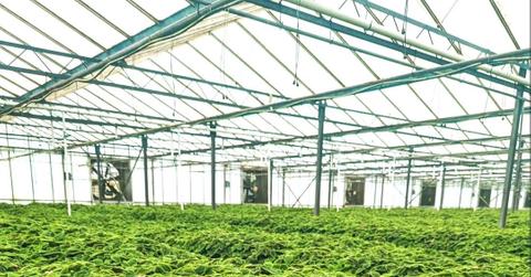 Pilea mollis plants growing in a Costa Farms facility.