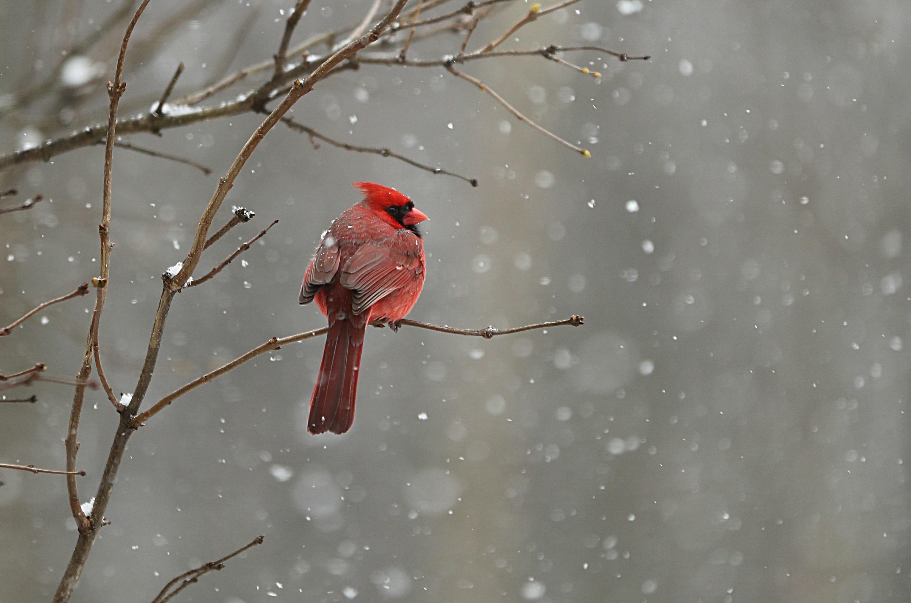 A cardinal perches atop a barren branch as the snow falls around him.