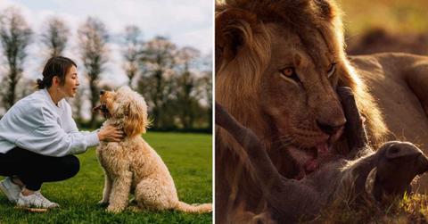 (L) Woman with her pet dog, (R) Lion feeding on a carcass. (Representative Cover Image Source: Getty Images | (L) Oscar Wong, (R) Anup Shah)