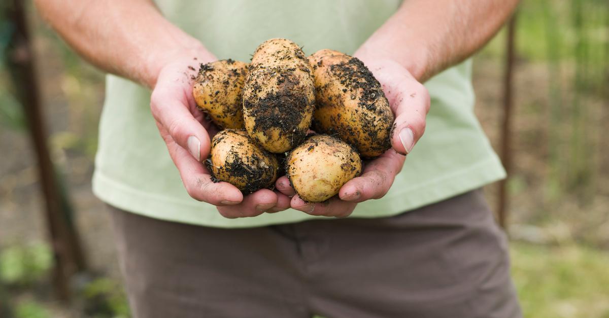 vegetable farming