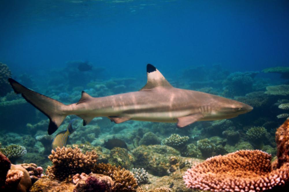 A shark swimming in shallow water above coral. 