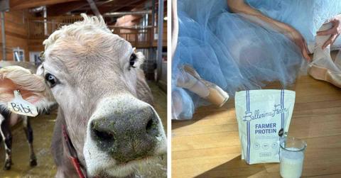 A farmed cow is pictured (left) beside a glass of milk and package of protein (right).
