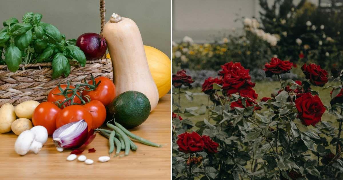(L) A variety of vegetables on a table. (R) A thriving rose garden. (Representative Cover Image Source: Pexels | (L) Mart Productions, (R) Irina Iriser)