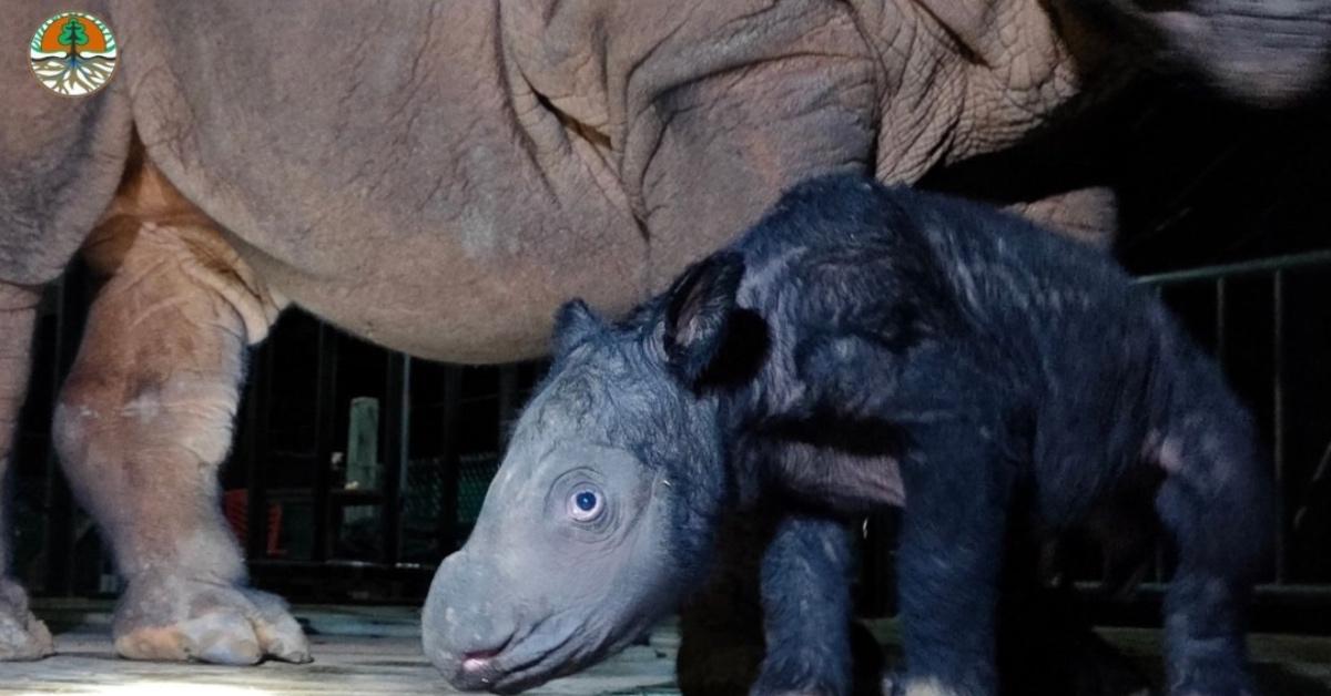 Baby Sumatran rhino and mom in November 2023. 