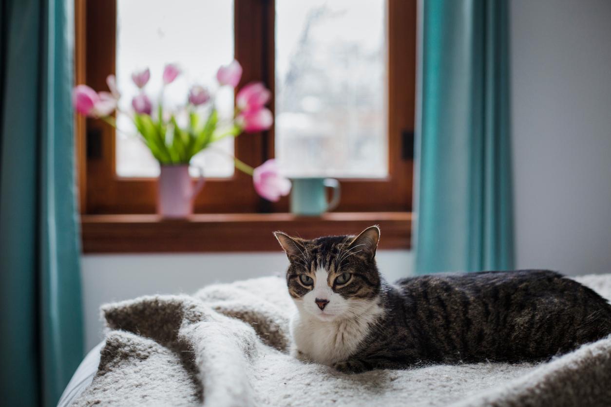 A tabby cat lays on a bed with a bouquet of tulips on a windowsill in the background.