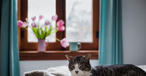 A tabby cat lays on a bed with a bouquet of tulips on a windowsill in the background.