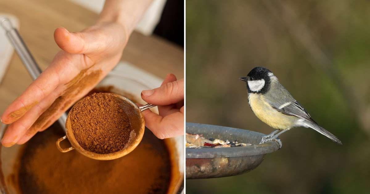 (L) A person sprinkling coffee powder through a strainer, (R) A bird perched on a feeder filled with food. (Representative Cover Image Source: Freepik | (L) freepik, (R) Wirestock)