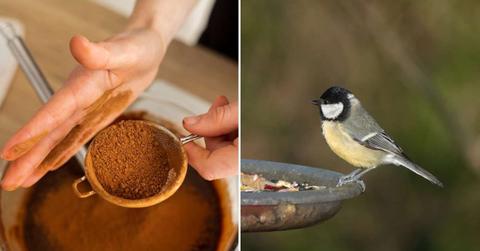 (L) A person sprinkling coffee powder through a strainer, (R) A bird perched on a feeder filled with food. (Representative Cover Image Source: Freepik | (L) freepik, (R) Wirestock)