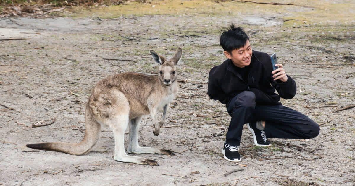 A man taking a selfie with a kangaroo (Representative Cover Image Source: Getty Images | Wirestock)