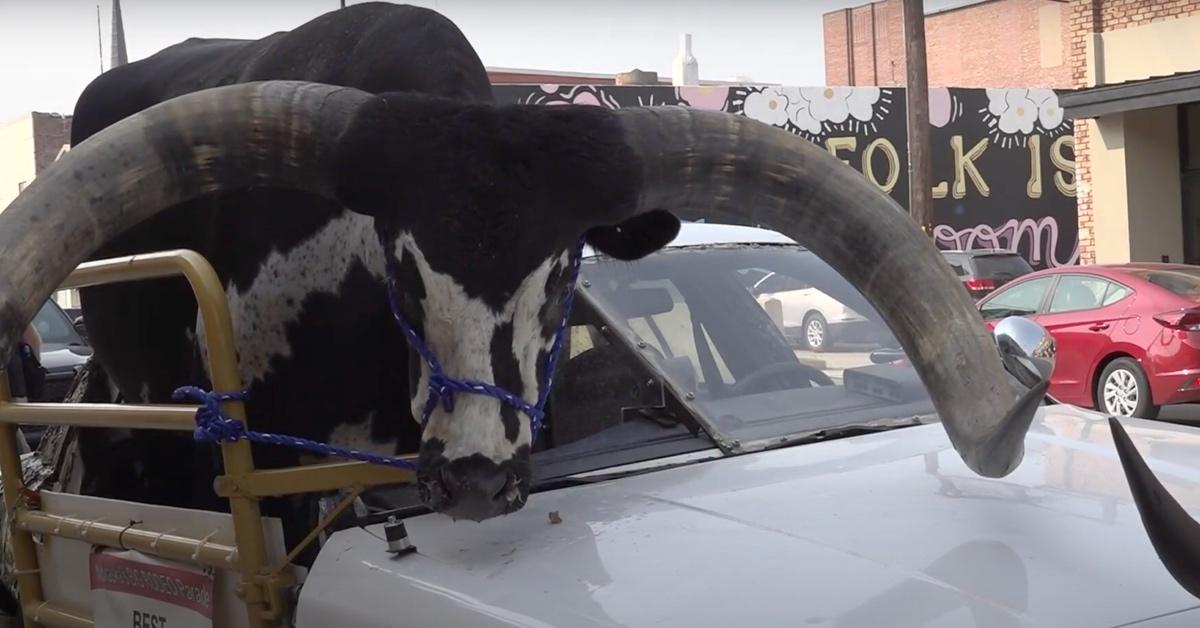 Howdy Doody the bull riding shotgun in a car. 