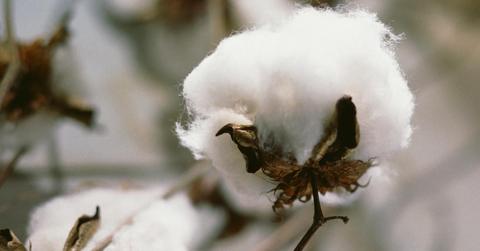 organic cotton