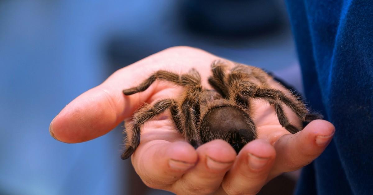 A person hold a large tarantula in their hand