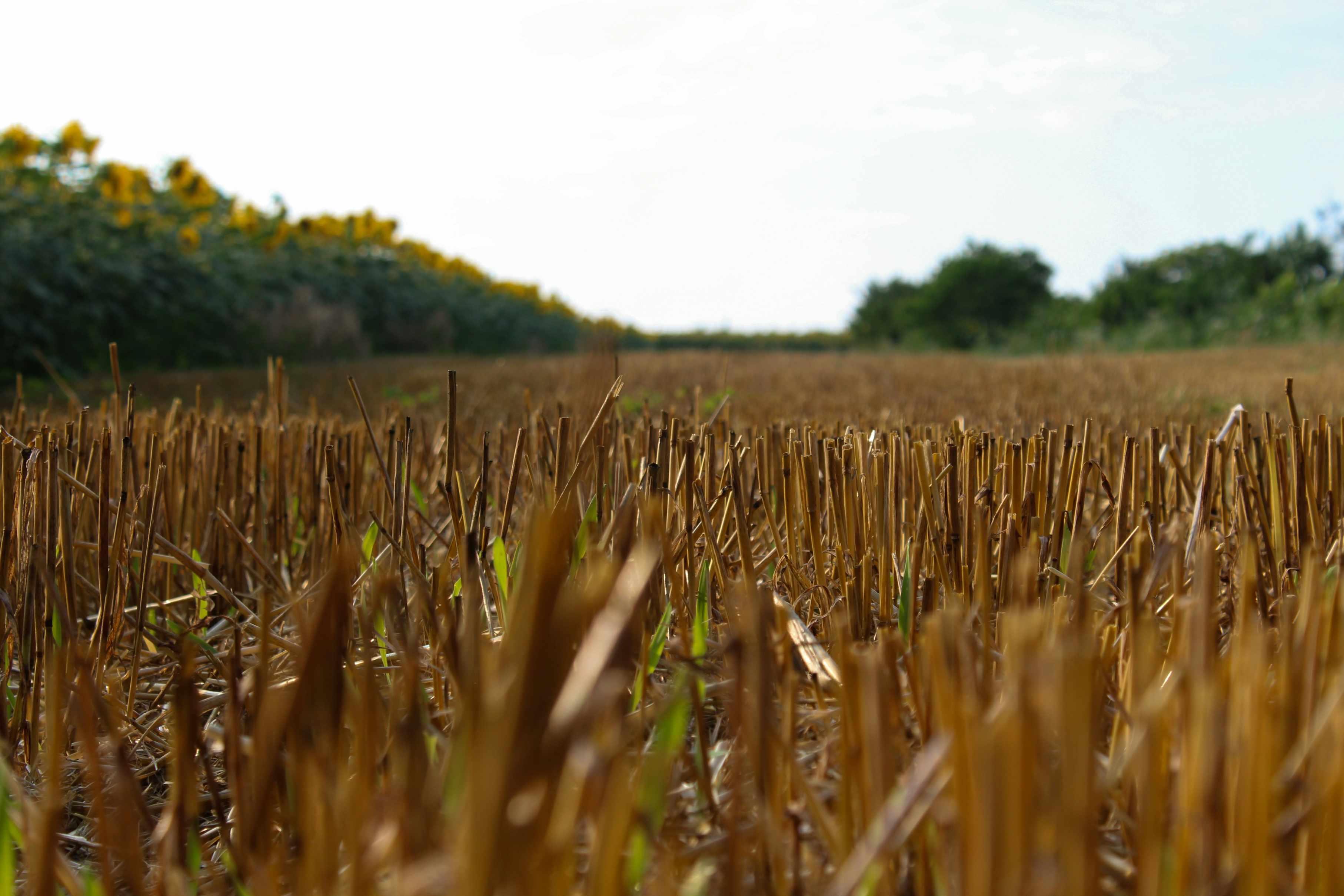 A barren field is pictured on a sunny day.