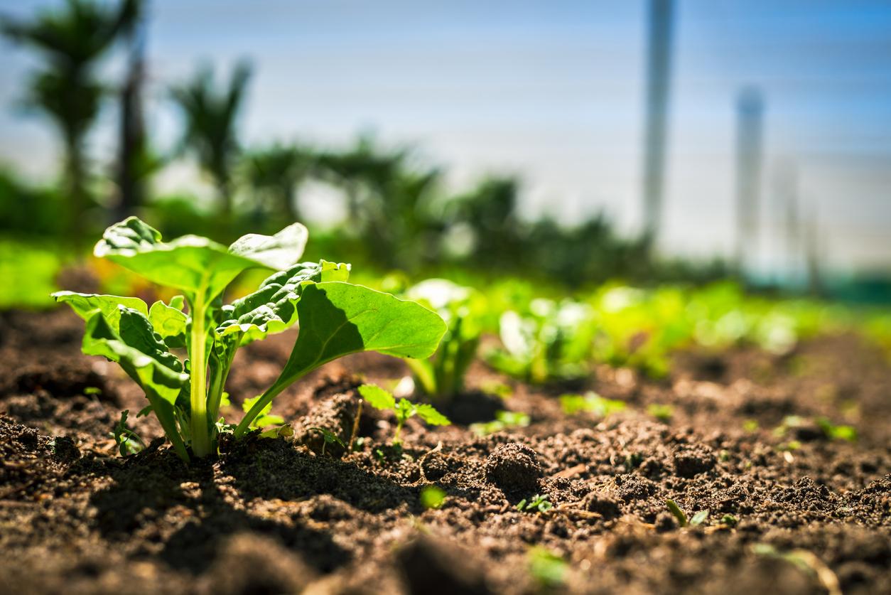 Spinach in garden