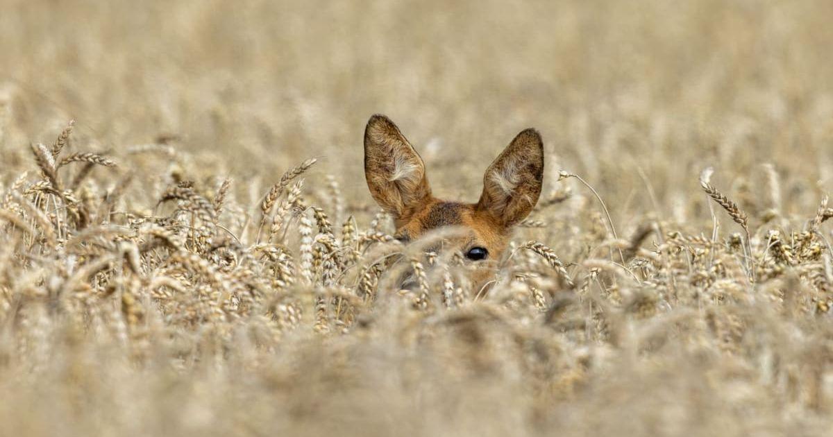 Deer hiding in a field with its ears perked up (Representative Cover Image Source: Getty Images | Andyworks)