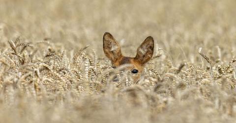 Deer hiding in a field with its ears perked up (Representative Cover Image Source: Getty Images | Andyworks)