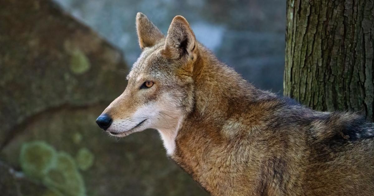 Red wolf