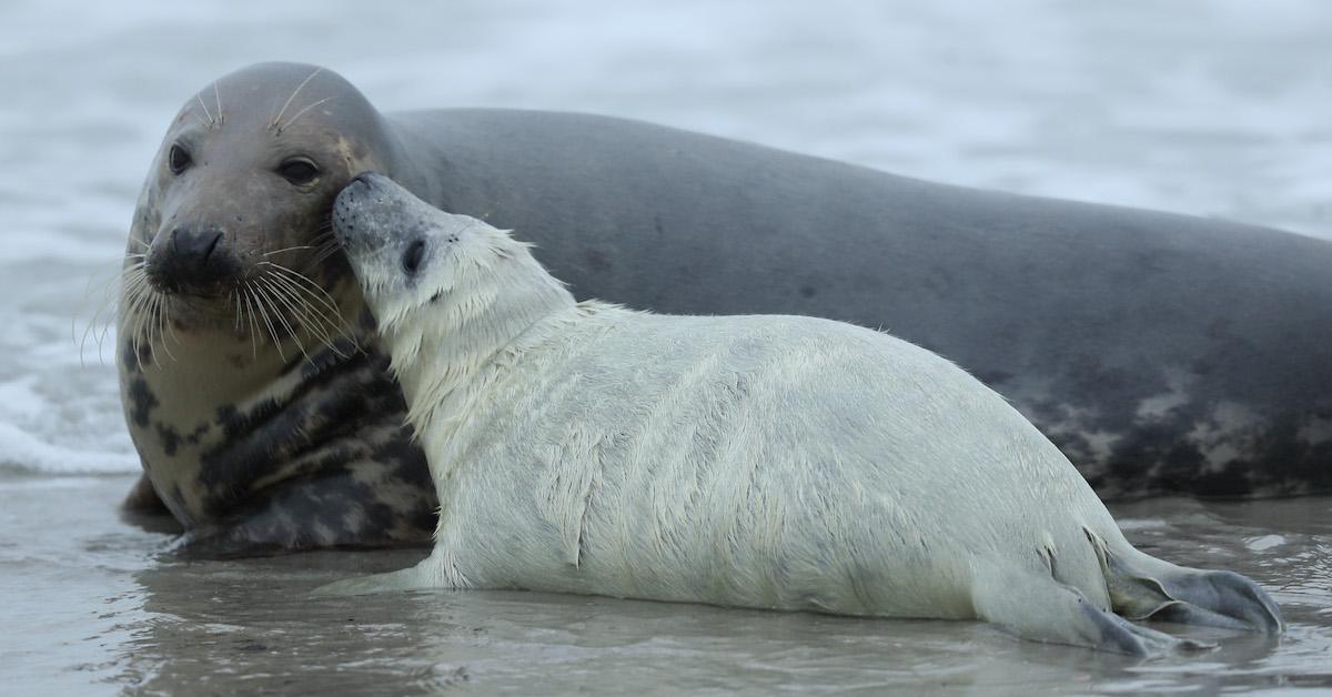 seal new zealand