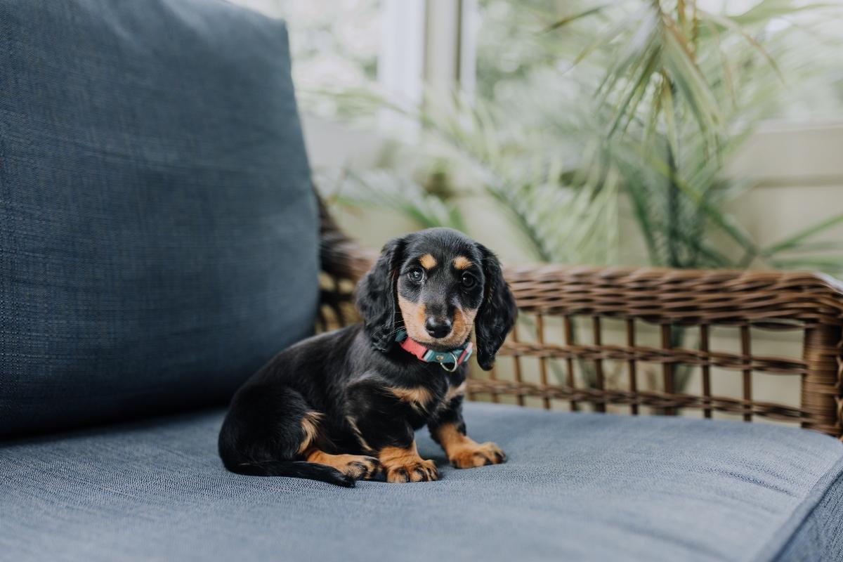 Miniature dachshund on a patio chair.