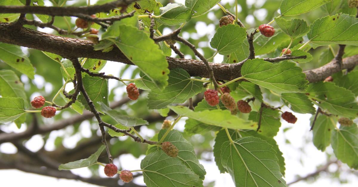 Mulberry tree closeup with small mulberries growing