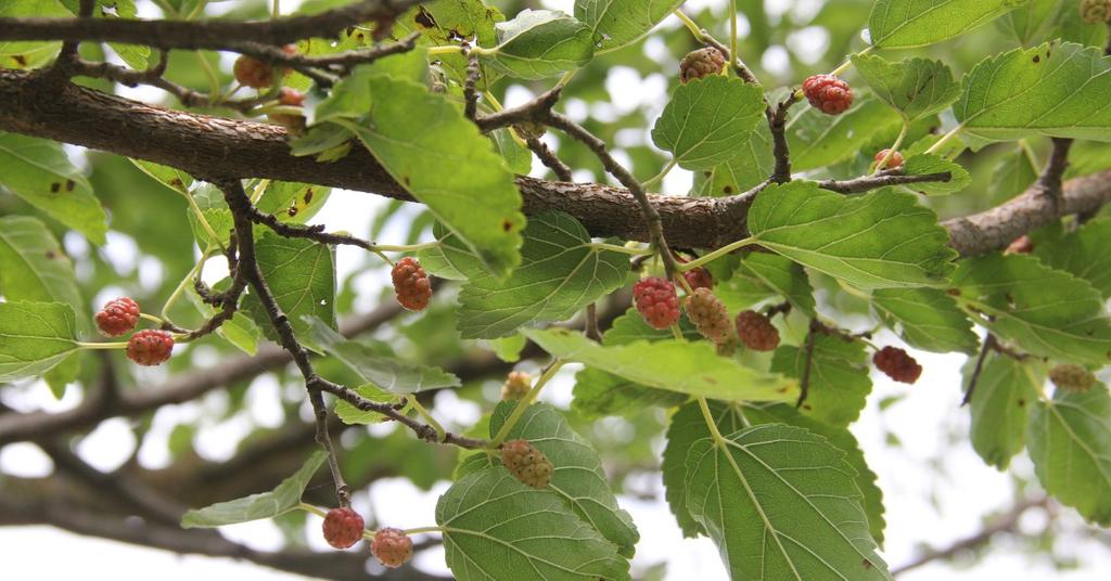 Why Is It Illegal to Plant Mulberry Trees?