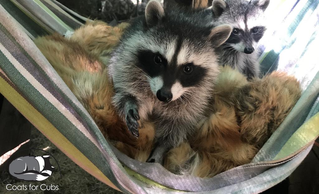Where to Donate and Recycle Fur Coats Near Me