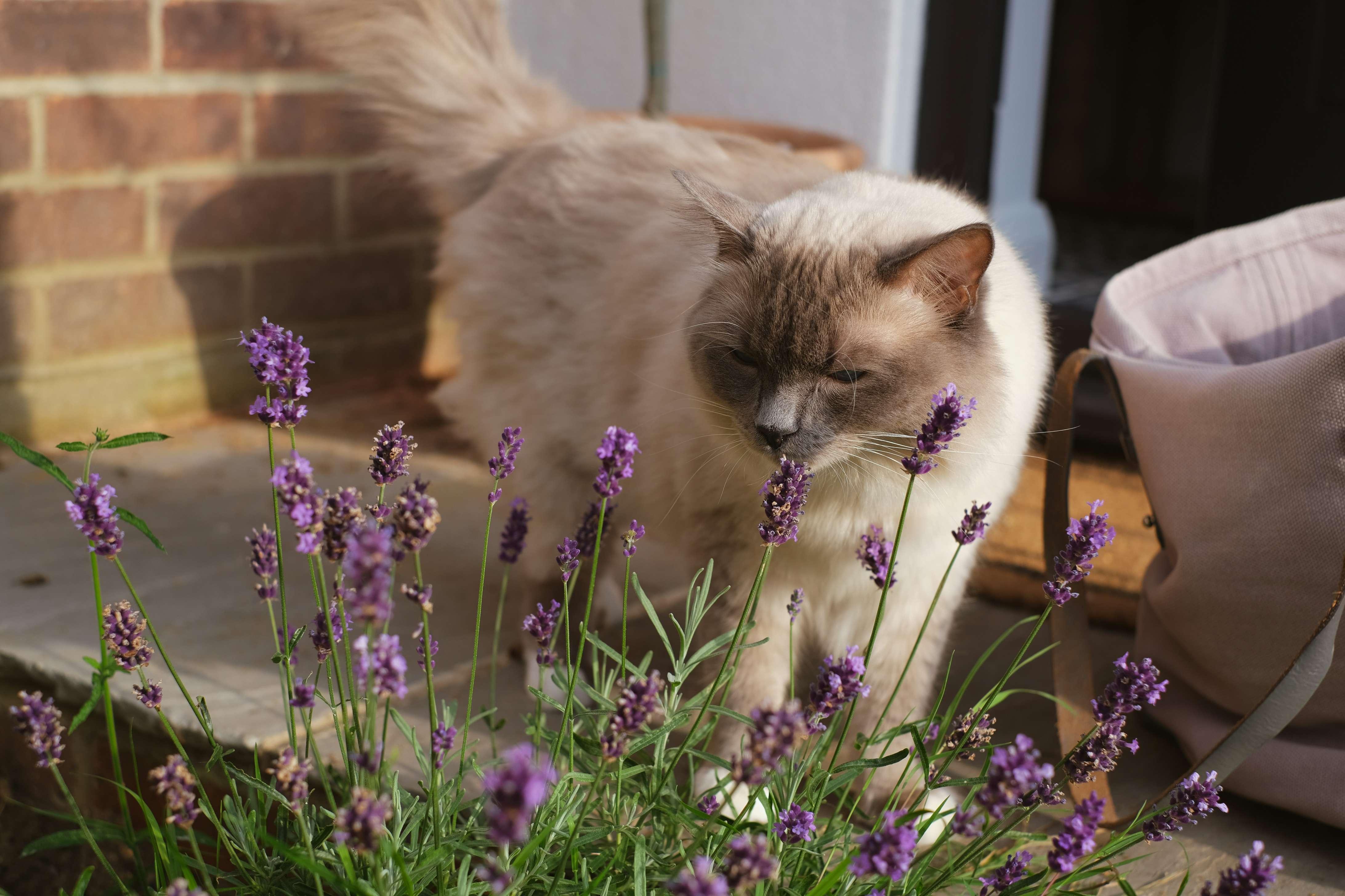 A white cat sniffs a lavender plant in the backyard of a home.