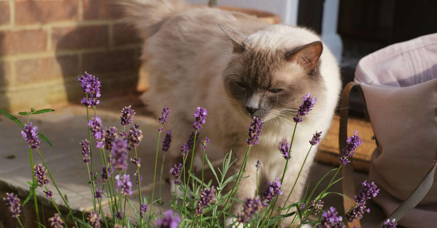 Is Lavender Safe for Cats? What to Know About Plants and Essential Oils